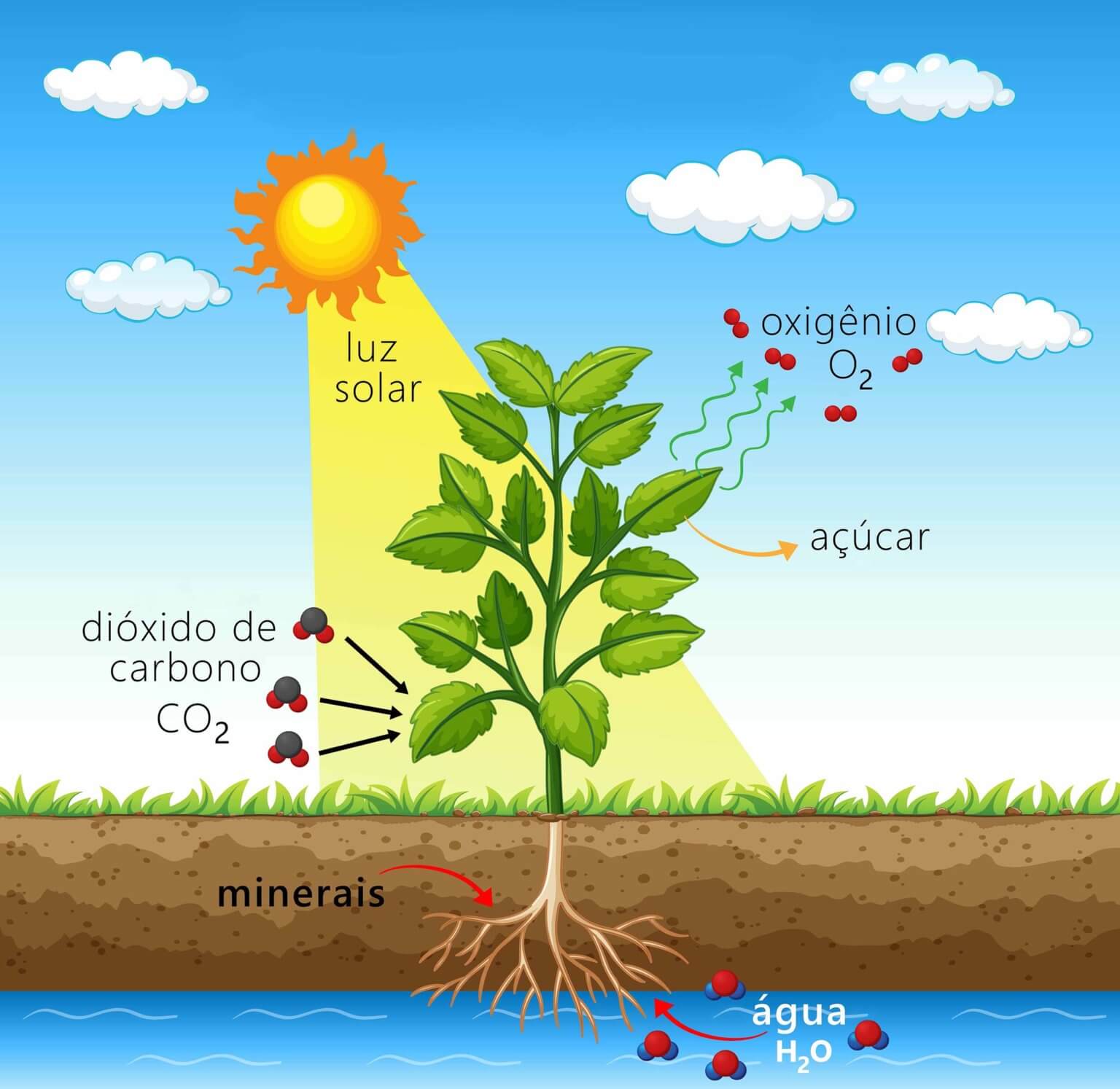 site of photosynthesis        
        <figure class=