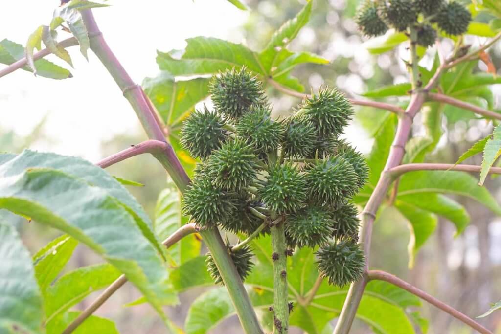 Foto de um pé de mamona, mostrando os frutos (todos verdes) em primeiro plano, com o fundo da foto desfocado