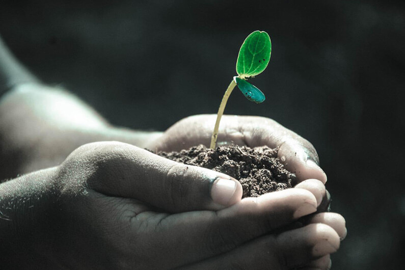 Foto com duas mãos juntas, em forma de concha, em que no meio delas há um pouco de terra de onde surge uma plantinha para ilustrar o artigo intitulado habilidades para conseguir um green job do futuro