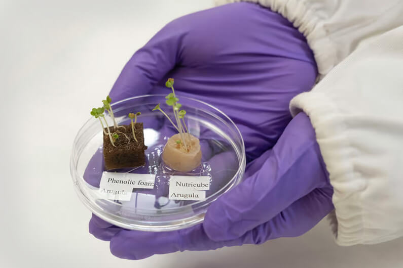 Imagem de duas mãos com luvas segurando um cadinho contendo duas pequenas plantas para ilustrar que o cabelo humano serve para o cultivo de vegetais hidropônicos. Imagem: Universidade Tecnológica de Nanyang