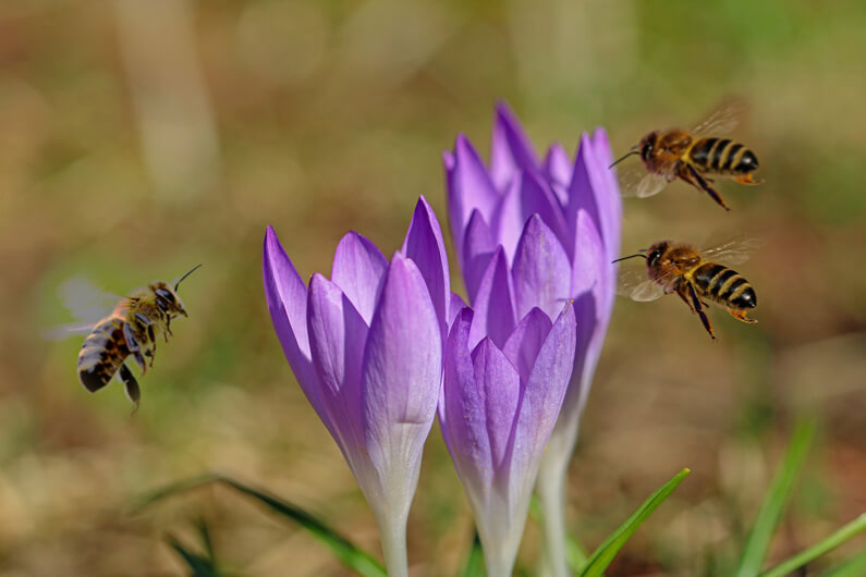 Foto de flores no campo sendo arrodeada por três abelhas para ilustrar que expectativa de vida das abelhas reduziu 50% em 50 anos. Imagem: NickyPe/Pixabay