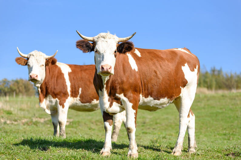 Imagem de duas vacas num gramado ao ar livre sob um céu bem azul para ilustrar o artigo sobre o primeiro mercado a conceder créditos de carbono a um laticínio.