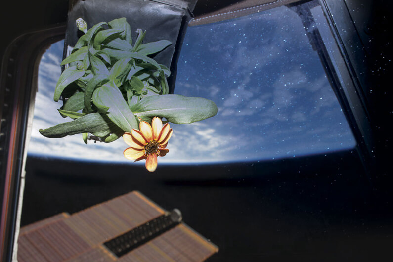 Imagem de uma flor do gênero zinnia dentro do que aparenta ser uma sala da Estação Espacial Internacional que mostra um pedaço do planeta Terra ilustra o post cujo título diz que uma pesquisa brasileira investiga crescimento de plantas fora da Terra.