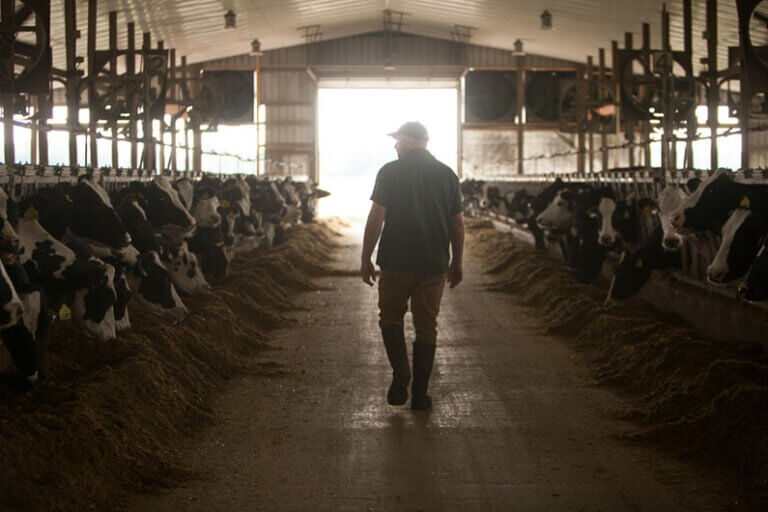 Imagem de um agricultor caminhando entre vacas que estão se alimentando lado a lado nos dois lados de um curral ilustra o post que fala sobre soluções inovadoras de adubo para a pecuária leiteira sustentável.