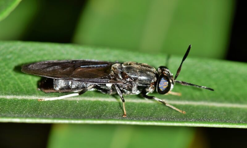 Mosca preta pousada numa folha verde ilustra o post que diz que moscas modificadas geneticamente podem reciclar lixo orgânico.