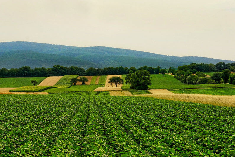 Imagem mostrando a plantação de uma fazenda em 2/3 da parte inferior da foto e um céu nublado na parte superior ilustra o post cujo título diz que uma imprecisão do GPT na agricultura pode resultar em perda de safras.