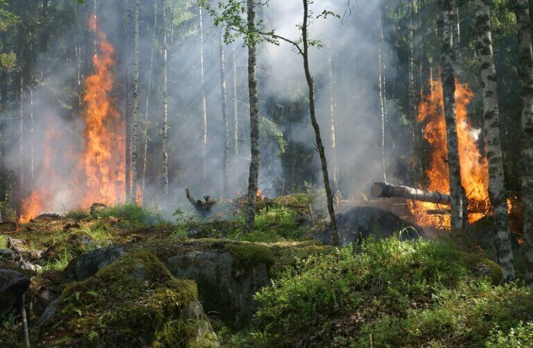 Imagem da vegetação de uma floresta pegando fogo ilustra o post cujo título diz que o Pantanal bate recorde de incêndios no primeiro semestre de 2024.