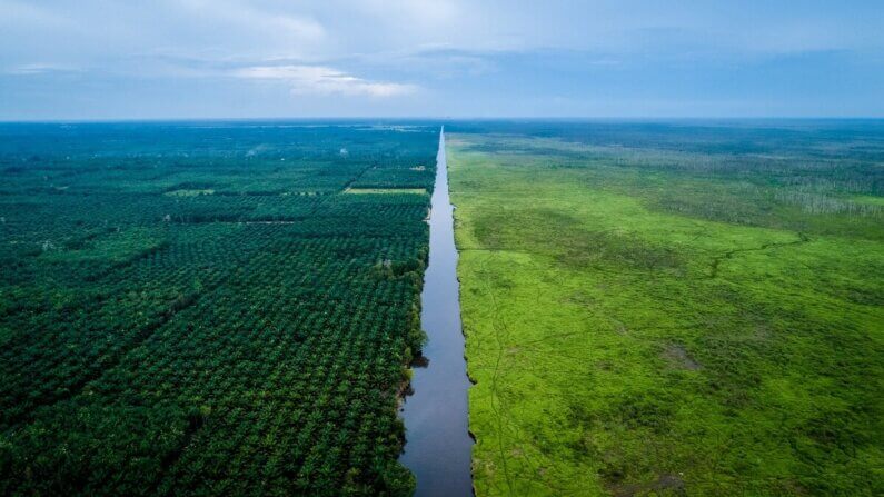 Imagem de um rio entre uma plantação de palma e uma área com vegetação verdejante e rasteira ilustra o post que aborda que as Empresas de energia na Europa escondem quase metade de seus danos à biodiversidade.