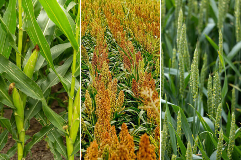 Montagem de três fotos em uma mostrando plantas de milho, sorgo e trigo para ilustrar o post cujo título diz que novas matérias-primas diversificam a produção de etanol no Brasil.