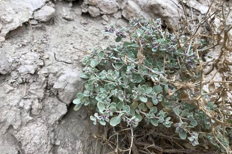 Imagem da T. Oblongifolia: essa planta do Vale da Morte revela plano para culturas resistentes ao calor.