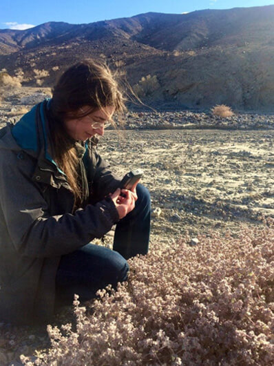 Imagem de Karine Prado estudando a T. Oblongifolia: essa planta do Vale da Morte revela plano para culturas resistentes ao calor.