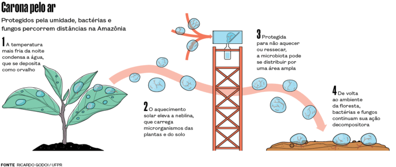 Ilustração de como os fungos e bactérias percorrem distâncias na floresta amazônica ilustra o post cujo título diz que o nevoeiro da Amazônia transporta microrganismos que podem regenerar a floresta.