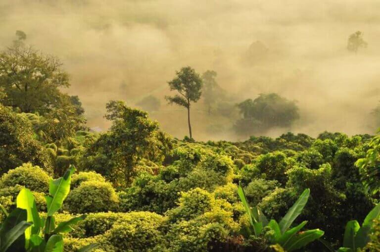 Imagem de uma floresta tropical no meio de um fumaceiro para ilustrar que as secas intensas aproximam as florestas tropicais de um limite perigoso.