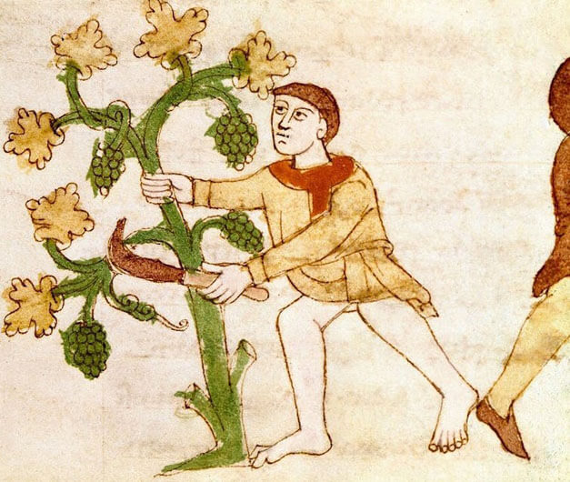 Ilustração de um trabalhador colhendo uva na Idade Média ilustra o post sobre como a seca atual se compara com a do período quente medieval.