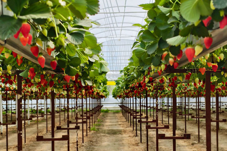 Imagem de uma plantação de morangos dentro de uma estufa ilustra o post cujo título pergunta: Qual a melhor forma de produzir alimentos em um mundo aquecido?