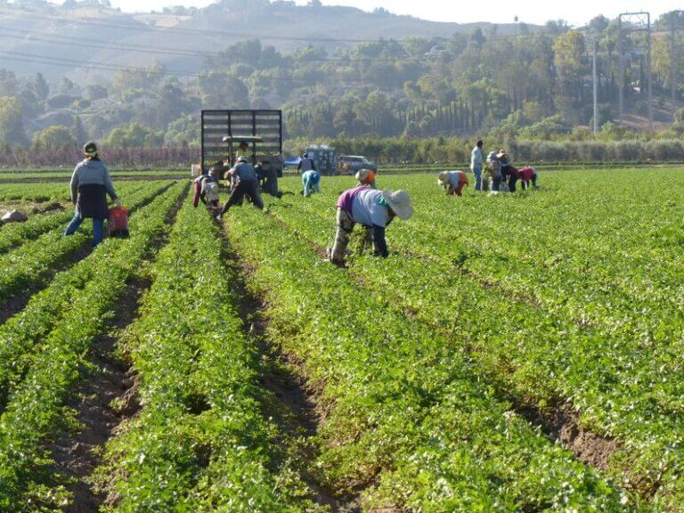 Imagem a céu aberto de trabalhadores rurais fazendo a colheita em campos verdejantes ilustra o post sobre pesticidas e clima quente: maiores riscos para trabalhadores rurais.