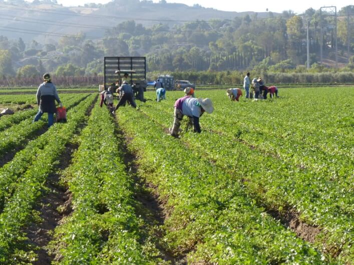 Imagem a céu aberto de trabalhadores rurais fazendo a colheita em campos verdejantes ilustra o post sobre pesticidas e clima quente: maiores riscos para trabalhadores rurais.