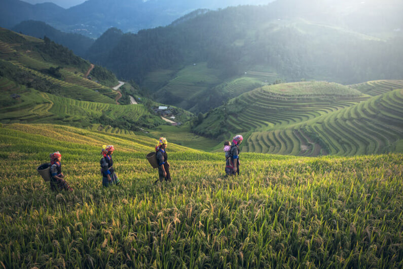Imagem de trabalhadores agrícolas numa plantação ilustra o post sobe como a mudança climática impacta nossa vida diária e como construir uma economia da adaptação é vital.