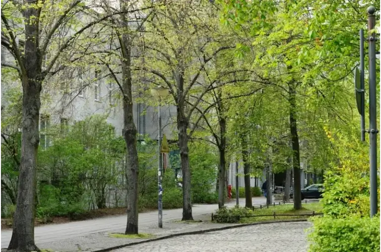Imagem de uma rua com muitas árvores ilustra o post sobre a importância das árvores em um mundo cada vez mais quente.