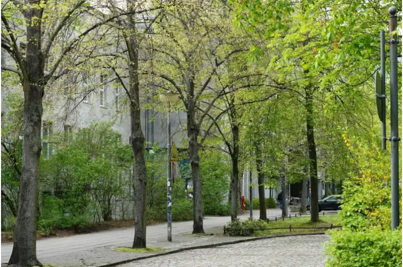 Imagem de uma rua com muitas árvores ilustra o post sobre a importância das árvores em um mundo cada vez mais quente.
